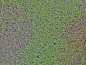 Preview: Wasserlinsen Mix - mittlere Portion - ca. 4000 Einzelpflanzen
